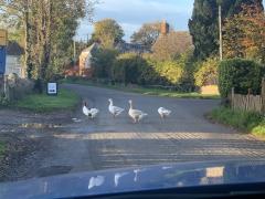 Goose delay - on the road back to Watchet